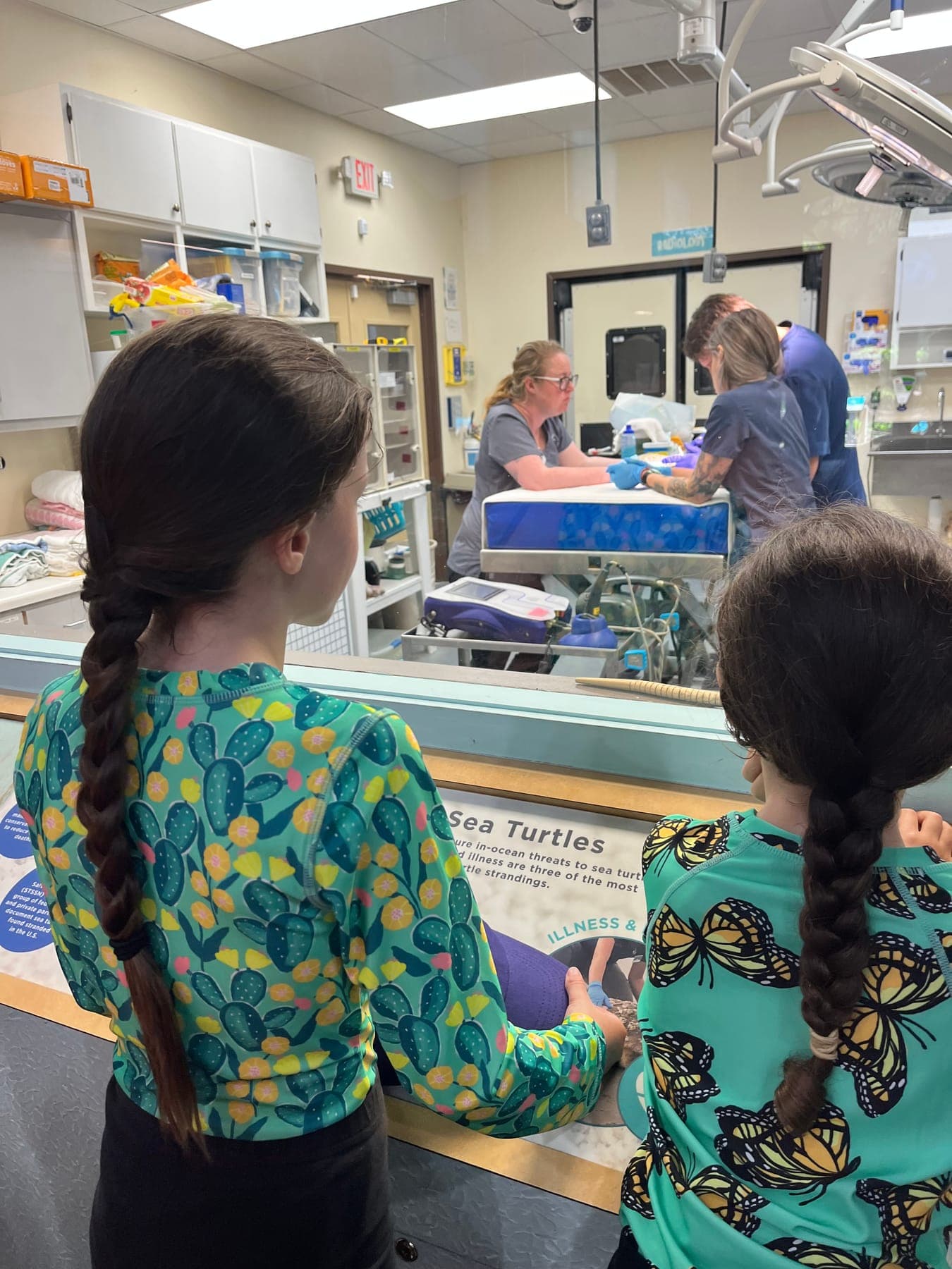 Two children watching a sea turtle hospital lab through a window